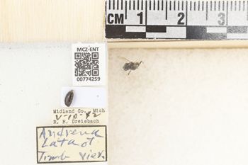Media type: image;   Entomology 774259 Aspect: Labels